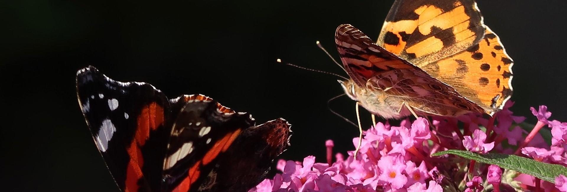 blomster, foto Hummelvoll .jpg