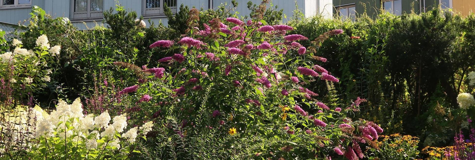 blomster i hagen 2019.jpg